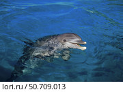An Atlantic bottlenose dolphin, Tursiops truncatus, peaks its head above water. Стоковое фото, фотограф David Fleetham/Stocktrek Images / ТАСС / Фотобанк Лори