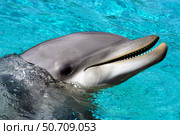 Close-up of an Atlantic bottlenose dolphin, Tursiops truncatus, with its head above water. Стоковое фото, фотограф David Fleetham/Stocktrek Images / ТАСС / Фотобанк Лори