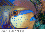 The front end of a bignose unicornfish, Naso vlamingii, on a reef in Fiji. Стоковое фото, фотограф David Fleetham/Stocktrek Images / ТАСС / Фотобанк Лори