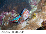 A bluestreak cleaner wrasse, Labroides dimidiatus, inspects a reef lizardfish Synodus variegatus, Philippines (2021 год). Стоковое фото, фотограф David Fleetham/Stocktrek Images / ТАСС / Фотобанк Лори