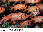 A school of shoulderbar soldierfish, Myripristis kuntee. Hawaii. Стоковое фото, фотограф David Fleetham/Stocktrek Images / ТАСС / Фотобанк Лори