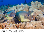 A saddle wrasse, Thalassoma duperrey looks over a trio of sleek unicornfish, Naso hexacanthus, in Hawaii. Стоковое фото, фотограф David Fleetham/Stocktrek Images / ТАСС / Фотобанк Лори