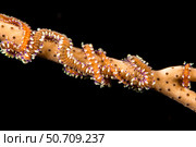 Phil's octocoral worm, Alcyonosyllis phili, found on soft corals and gorgonian fans, Yap, Micronesia. Стоковое фото, фотограф David Fleetham/Stocktrek Images / ТАСС / Фотобанк Лори