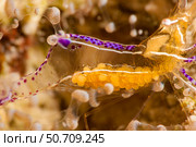 The eggs of a spotted cleaner shrimp, Periclimenes yucatanicus, visible through its transparent body. Стоковое фото, фотограф David Fleetham/Stocktrek Images / ТАСС / Фотобанк Лори