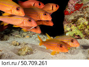 Yellowfin goatfish, Mulloidichthys vanicolensis, with shoulderbar soldierfish, Myripristis kuntee. Hawaii. Стоковое фото, фотограф David Fleetham/Stocktrek Images / ТАСС / Фотобанк Лори