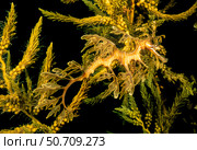 A leafy sea dragon, Phycodurus eques, under a wharf in Spencer Gulf in South Australia (2021 год). Стоковое фото, фотограф David Fleetham/Stocktrek Images / ТАСС / Фотобанк Лори