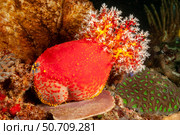 Sea Apple sea cucumber, Pseudocolochirus violaceus, feeding on passing plankton, Indonesia. Стоковое фото, фотограф David Fleetham/Stocktrek Images / ТАСС / Фотобанк Лори