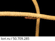 A whip coral goby, Bryaninops amplus, on whip coral, Junceella fragilis, Yap, Micronesia. Стоковое фото, фотограф David Fleetham/Stocktrek Images / ТАСС / Фотобанк Лори