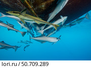 The remora or sharksucker, Echeneis naucrates, swim freely underneath a fishing boat, Beqa Lagoon, Fiji. Стоковое фото, фотограф David Fleetham/Stocktrek Images / ТАСС / Фотобанк Лори