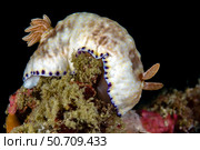 Goniobranchus rufomaculatus nudibranch, Milne Bay, Papua New Guinea. Стоковое фото, фотограф Bruce Shafer/Stocktrek Images / ТАСС / Фотобанк Лори