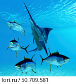 A predatory blue marlin fish hunts a school of yellowfin tuna. Стоковое фото, фотограф Corey Ford/Stocktrek Images / ТАСС / Фотобанк Лори
