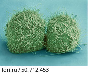Scanning electron micrograph of just-divided HeLa cells. Стоковое фото, фотограф National Institutes of Health /Stocktrek/Stocktrek Images / ТАСС / Фотобанк Лори