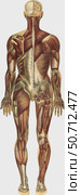 The human body with superimposed colored plates by Julien Bougle. Стоковое фото, фотограф National Library of Medicine/Stocktrek/Stocktrek Images / ТАСС / Фотобанк Лори