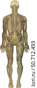 The human body with superimposed colored plates by Julien Bougle. Стоковое фото, фотограф National Library of Medicine/Stocktrek/Stocktrek Images / ТАСС / Фотобанк Лори