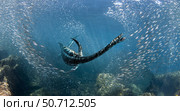 A plesiosaur swims in the middle of a school of fish, sweeping its neck to feed. Стоковое фото, фотограф José Antonio Peñas/Stocktrek Images / ТАСС / Фотобанк Лори