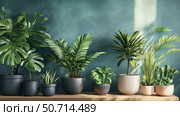 succulent isolated house plants. Стоковое фото, фотограф Vectorwin / Фотобанк Лори
