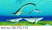 A Styxosaurus plesiosaur predator hunting hybodont sharks. Стоковое фото, фотограф Corey Ford/Stocktrek Images / ТАСС / Фотобанк Лори