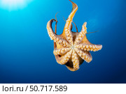 A look at the underside of a female day octopus, Octopus cyanea, in mid-water, Hawaii. Стоковое фото, фотограф David Fleetham/Stocktrek Images / ТАСС / Фотобанк Лори