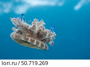An upside-down jellyfish (Cassiopea xamachana), Florida, USA. Стоковое фото, фотограф David Fleetham/Stocktrek Images / ТАСС / Фотобанк Лори