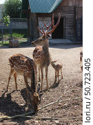 Group of spotted deer foraging in a natural enclosure during daylight at a wildlife park in early spring. Стоковое фото, фотограф Анна Сивакова / Фотобанк Лори
