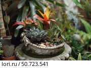 Echeveria, bromeliad, haworthia and other succulents growing together in decorative pot. Стоковое AI-изображение, AI-художник Иван Рябоконь / Фотобанк Лори