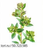 Green spurge branch blooming with delicate flowers on white background. Стоковое AI-изображение, AI-художник Иван Рябоконь / Фотобанк Лори