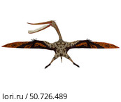 Pterodaustro pterosaur with wings spread. Стоковое фото, фотограф Corey Ford/Stocktrek Images / ТАСС / Фотобанк Лори