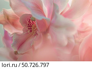 Pink orchid flower blooming showing petals and labellum. Стоковое AI-изображение, AI-художник Иван Рябоконь / Фотобанк Лори