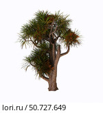 Cordyline australis, known as the cabbage palm, on white background. Стоковое фото, фотограф Corey Ford/Stocktrek Images / ТАСС / Фотобанк Лори