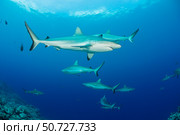 Grey reef sharks, Carcharhinus amblyrhynchos, fill the water column off the island of Yap, Micronesia. Стоковое фото, фотограф David Fleetham/Stocktrek Images / ТАСС / Фотобанк Лори