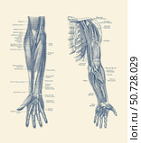 Dual-view diagram of the human arm and hand, showing ligaments, muscles and veins. Стоковое фото, фотограф Vernon Lewis Gallery/Stocktrek Images / ТАСС / Фотобанк Лори