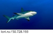 Gray reef shark (Carcharhinus amblyrhynchos), Cuba. Стоковое фото, фотограф Bruce Shafer/Stocktrek Images / ТАСС / Фотобанк Лори