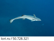 A remora or shark sucker (Echeneis naucrates), Beqa Lagoon, Fiji. Стоковое фото, фотограф David Fleetham/Stocktrek Images / ТАСС / Фотобанк Лори