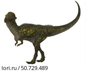 Stegoceras was a herbivorous dinosaur that lived during the Cretaceous Period. Стоковое фото, фотограф Corey Ford/Stocktrek Images / ТАСС / Фотобанк Лори