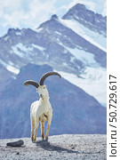 Stuffed mountain goat on the background of high mountains. Daytime sunny time. Стоковое фото, фотограф Наталия Кирсанова / Фотобанк Лори