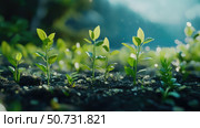development plants growing time lapse. Стоковое фото, фотограф Vectorwin / Фотобанк Лори