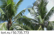 The crowns of palm trees with coconuts, view from below on blue sky background. Tropical vacation concept. Slow motion footage, copy space. Стоковое видео, видеограф Ирина Михайличенко / Фотобанк Лори