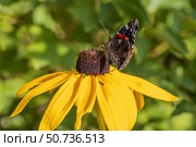 Butterfly Peacock Eye sits on a yellow rudbeckia flower. Стоковое фото, фотограф Ольга Сейфутдинова / Фотобанк Лори