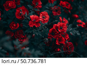 Red poppies blooming in garden with dark green foliage. Стоковое AI-изображение, AI-художник Иван Рябоконь / Фотобанк Лори
