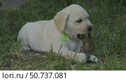 Labrador puppy in green grass. Стоковое видео, видеограф Михаил Коханчиков / Фотобанк Лори