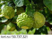 Bergamot fruits hanging on tree branch with green leaves in the orchard. Стоковое AI-изображение, AI-художник Иван Рябоконь / Фотобанк Лори