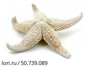 Close up of starfish showing its texture on white background. Стоковое AI-изображение, AI-художник Иван Рябоконь / Фотобанк Лори