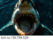 Great white shark opening its huge jaws while swimming in the ocean. Стоковое AI-изображение, AI-художник Иван Рябоконь / Фотобанк Лори