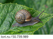 Snail crawling on a green leaf in the garden. Стоковое AI-изображение, AI-художник Иван Рябоконь / Фотобанк Лори