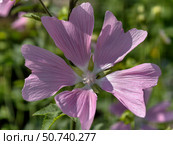 Close-up photo of mallow Malva sylvestris flowers. Natural floral background. Стоковое фото, фотограф Сергей Пристяжнюк (Serg Zastavkin) / Фотобанк Лори