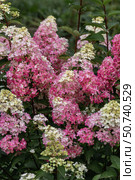 Hydrangea paniculata sort Fraise Melba hydrangea with pink flowers blooms in the garden in summer. Стоковое фото, фотограф Ольга Сейфутдинова / Фотобанк Лори