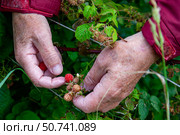 Сбор малины на дачном участке. Стоковое фото, фотограф О. Король/Бизнес Online / ТАСС / Фотобанк Лори
