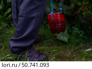 Собранная малина на дачном участке. Стоковое фото, фотограф О. Король/Бизнес Online / ТАСС / Фотобанк Лори