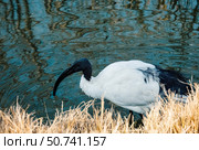 A white graceful ibis bird on the pond. Birdwatching. Стоковое фото, фотограф Алена Аксенова / Фотобанк Лори