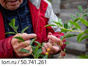 Сбор спелых ягод вишни. Стоковое фото, фотограф О. Король/Бизнес Online / ТАСС / Фотобанк Лори
